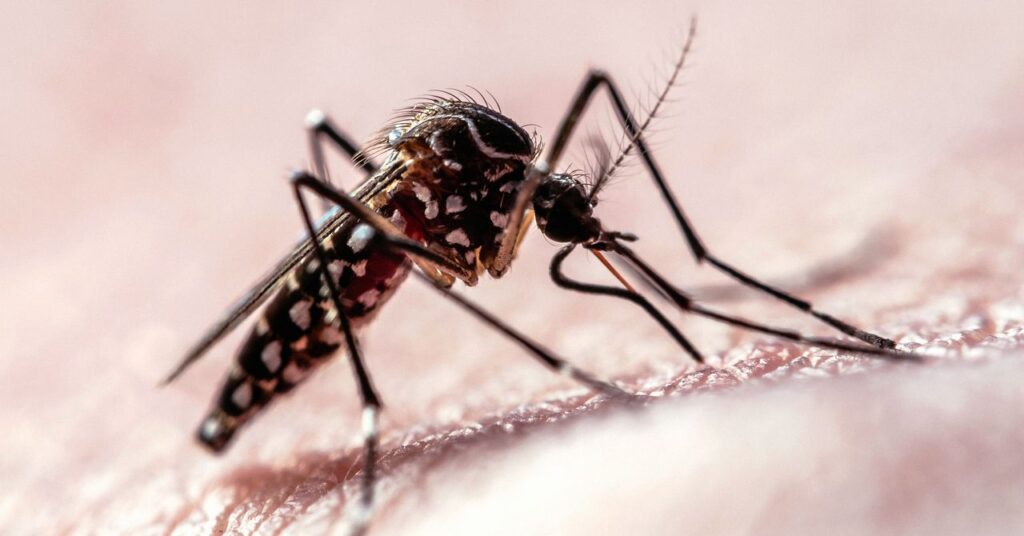 why mosquitos target humans science 1139949311.jpg