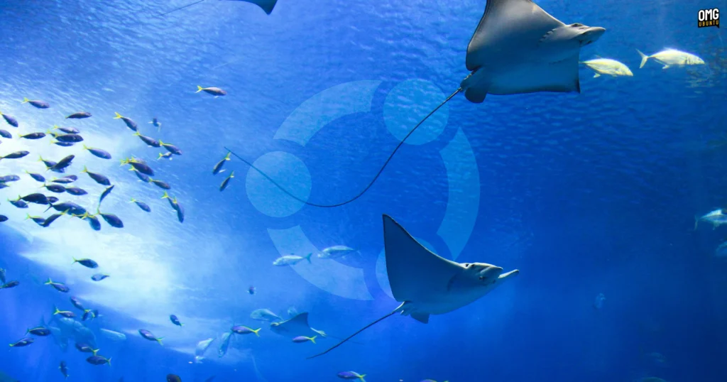 stonking stingray ubuntu.webp.webp