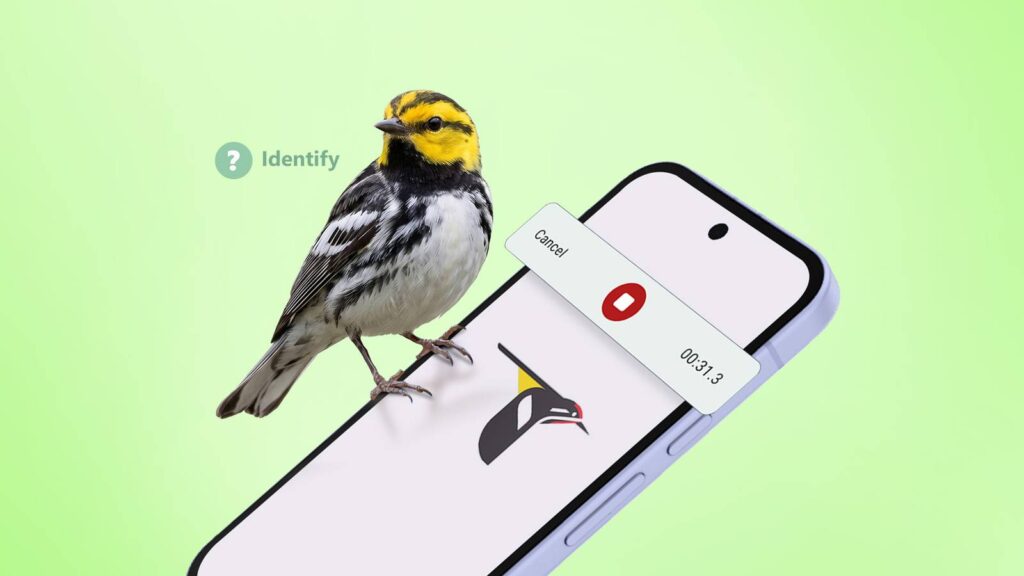 a bird perched on a smartphone showing the merlin bird id app recording interface over a green backg.jpeg