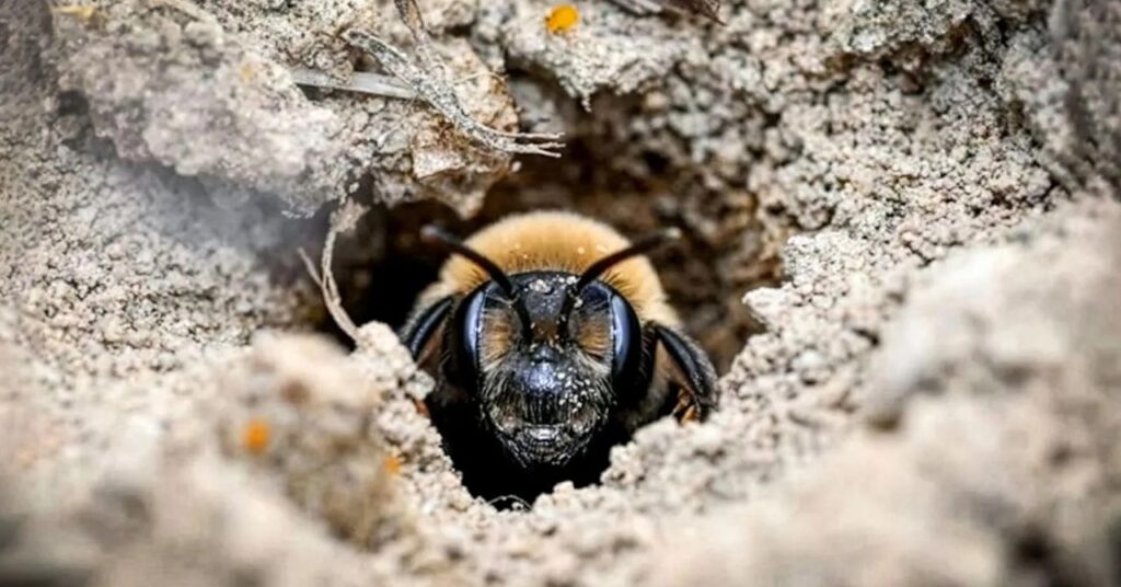 andrena regularis bee east lawn cemetery.jpg