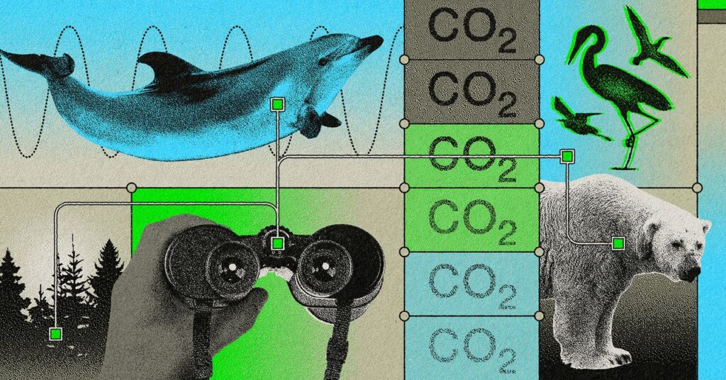 wired20conservation20final.jpg
